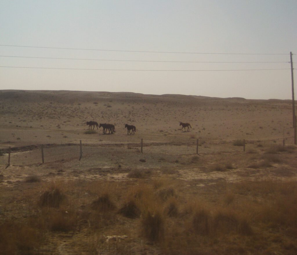 Pferde in der Wüste Gobi vom Zug aus. Transmongolische Eisenbahn. 