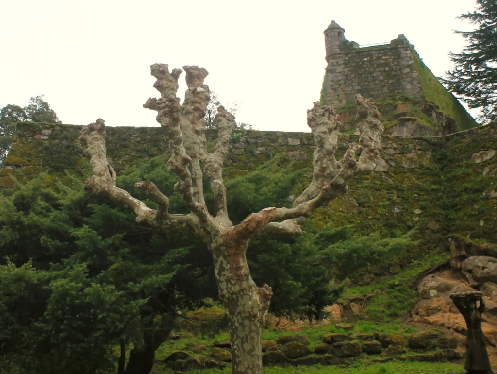 Moosbewachsene Mauern der Castelo do Castro mit gestutztem Platanenbaum.